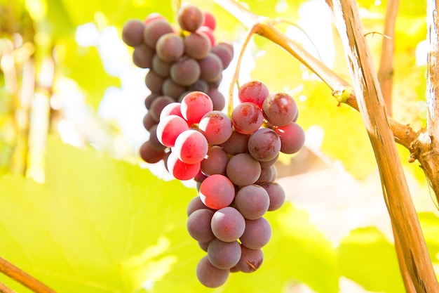 Gros plan sur des grappes de raisin noir rouge Pinot Noir poussant dans le vignoble avec un arrière-plan flou et un espace de copie. Concept de récolte dans les vignes.