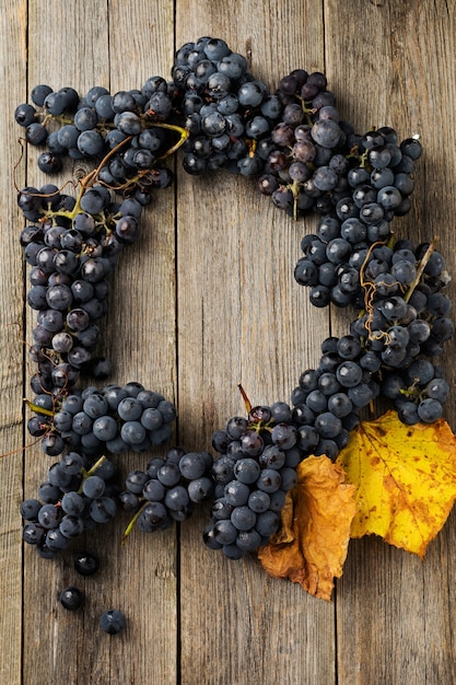 Gros plan de grappes de raisins bleus sur vieux bois