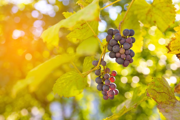 Gros plan des grappes de raisins rouges mûrs sur la récolte de la vigne