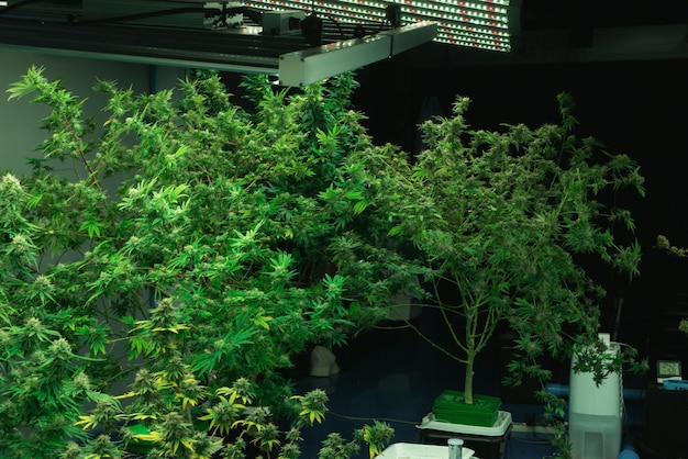 Gros plan gratifiant cannabis chanvre avec bourgeon dans la ferme intérieure de l'installation de culture