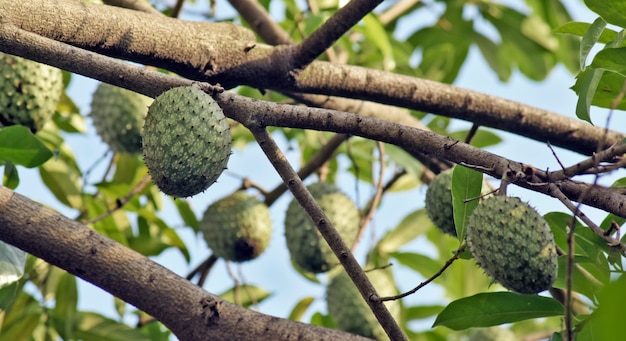 Gros plan de graviola, ou corossol, sur l'arbre