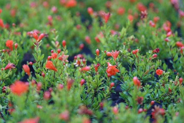 Gros plan sur des grenadiers en fleurs avec des fleurs et des fruits en pots dans une pépinière en Géorgie