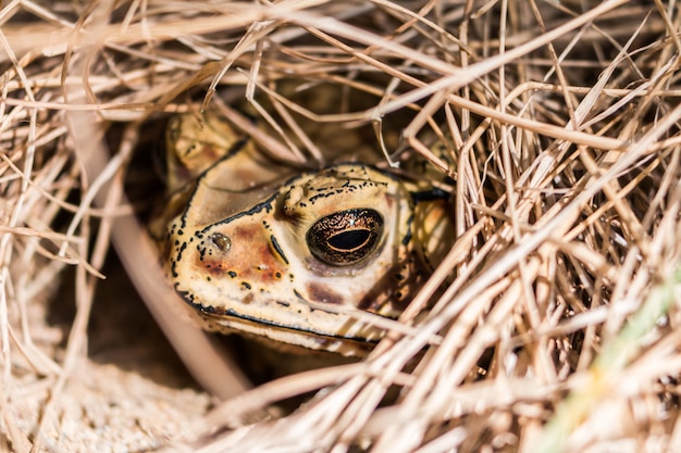 Gros plan d&#39;une grenouille brune dans le fond de foin sec