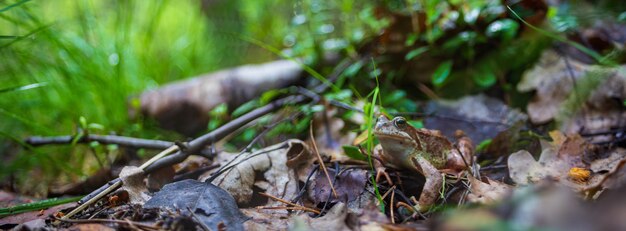 Un gros plan d'une grenouille brune dans un marais sous la lumière du soleil