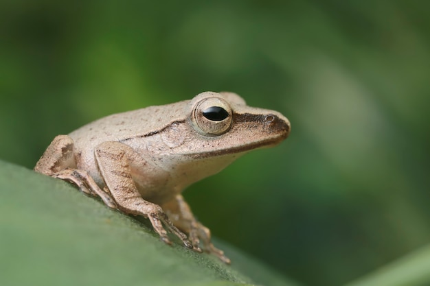 Gros plan d&#39;une grenouille brune sur une feuille verte