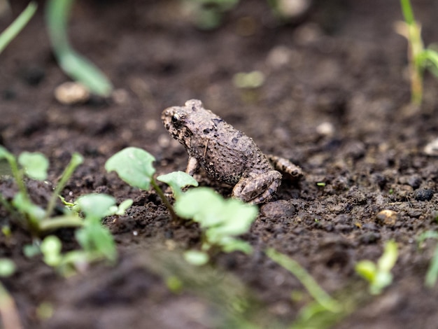 Gros plan d'une grenouille de champ de riz Fejervarya kawamurai sur le sol parmi les feuilles