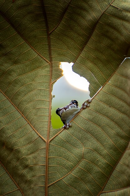 Gros plan d'une grenouille sur la feuille