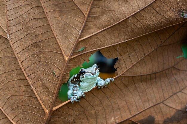 Gros plan d'une grenouille sur la feuille