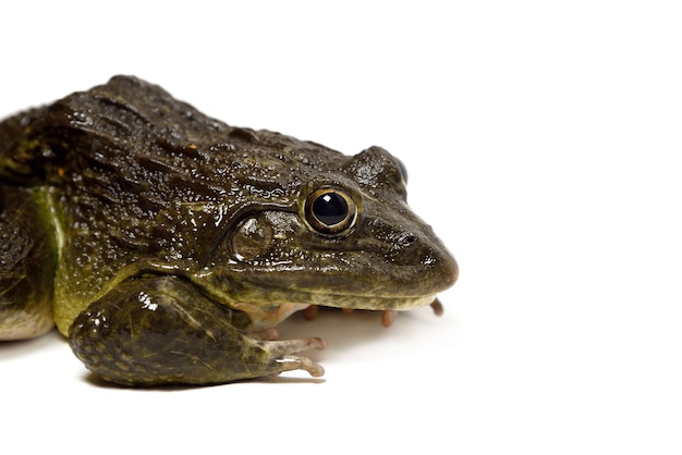 Gros plan de grenouille isolé sur une surface blanche