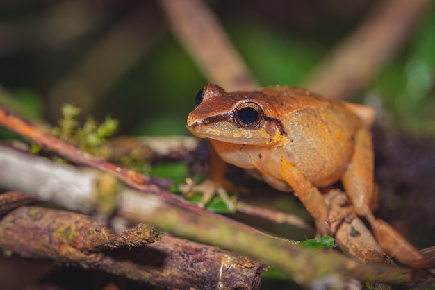 Gros plan d'une grenouille jaune-orange sur le sol forestier