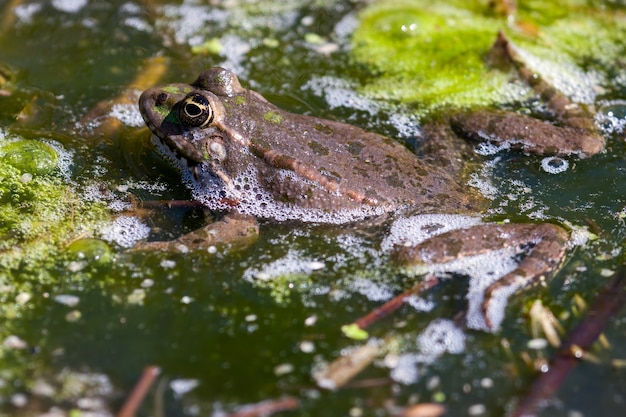 Gros plan d'une grenouille des marais (pelophylax ridibundus)