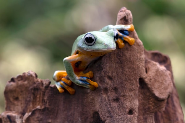 Gros plan de grenouille volante face sur bois