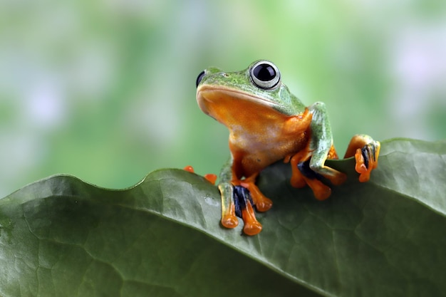 Gros plan de grenouille volante sur la mousse