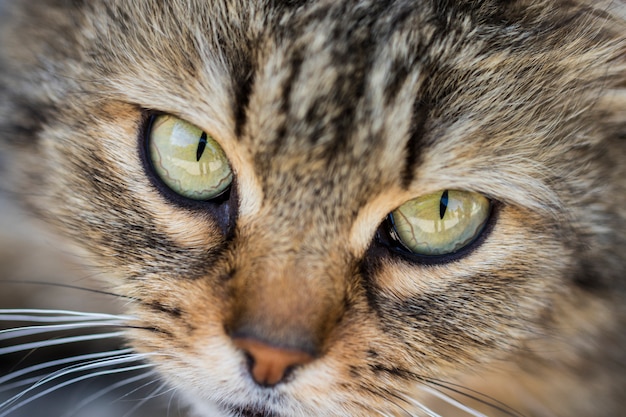 Gros plan, gris, chat, jaune, vert, yeux