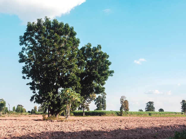 Gros plan gros arbre vert à la ferme avec un ciel bleu