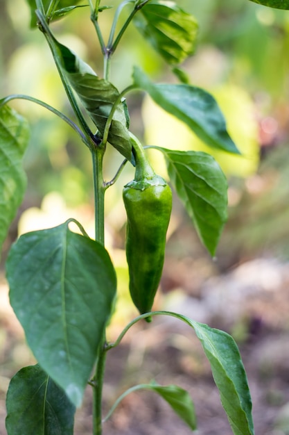 Gros plan de gros gros poivrons doux en croissance. Poivrons verts juteux frais sur la macro de branches