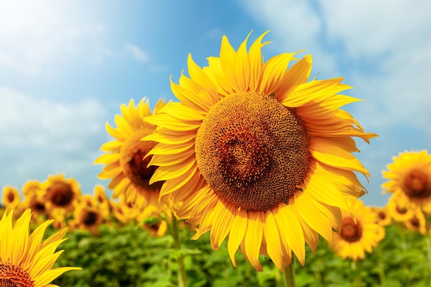 Photo gros plan d'un gros tournesol au printemps