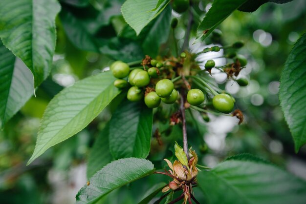 Gros plan de grosses grappes de cerises vertes sur un arbre du jardin. Récolte de délicieuses cerises.