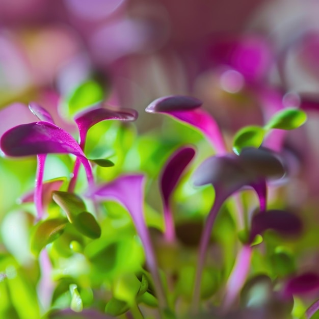 Photo un gros plan d'un groupe de pousses vertes et violettes