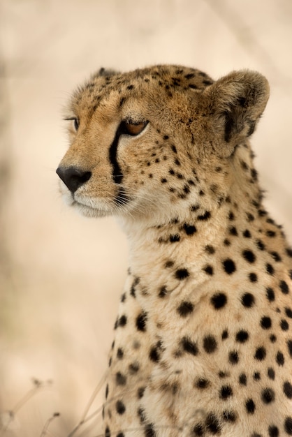 Gros plan, de, a, guépard, serengeti, tanzanie