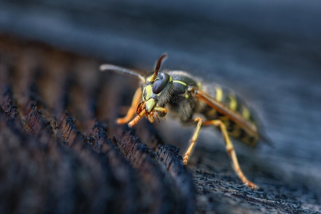 Gros plan de guêpe sur un fond naturel La faune des insectes