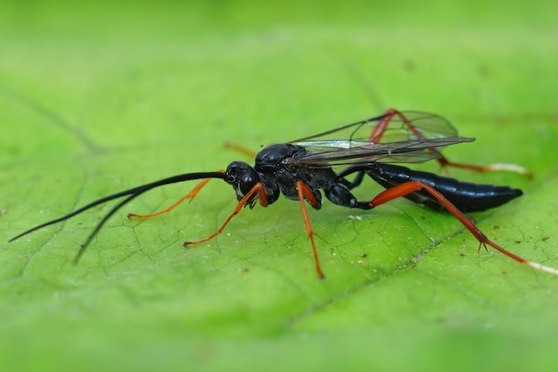 Gros plan d'une guêpe Ichneumonid colorée, laborator Buathra, sur une feuille verte