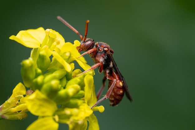 Gros plan d'une guêpe sur une plante verte