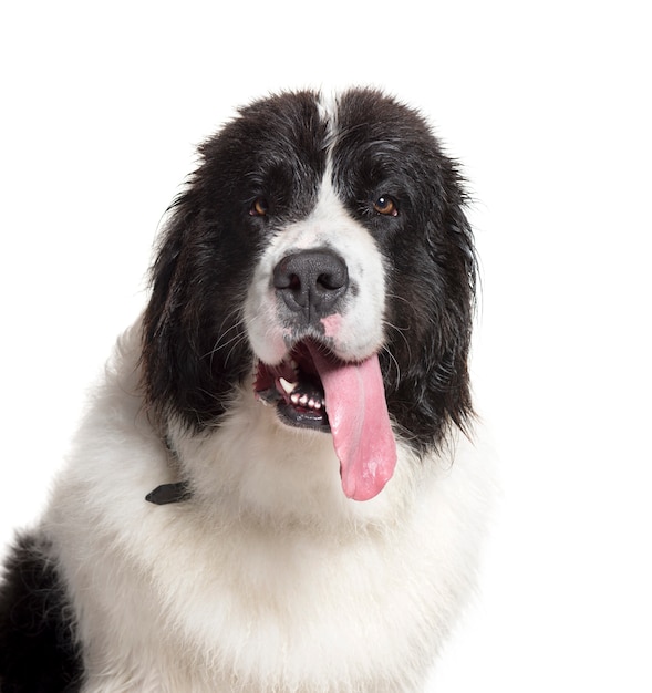 Gros plan, haletant, Landseer, chien, isolé