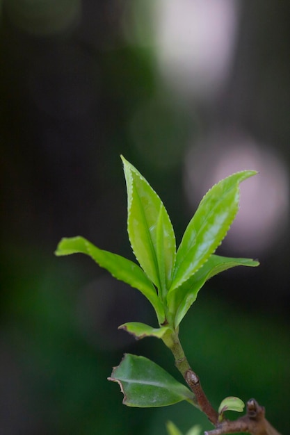 Gros plan haut de feuille de thé vert le matin plantation de thé arrière-plan flou mise au point sélective