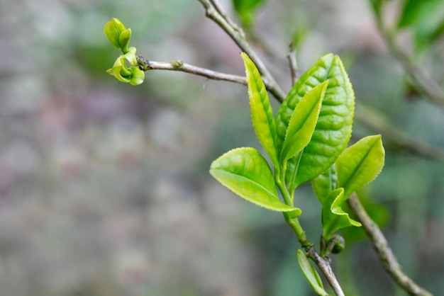 Gros plan haut de feuille de thé vert le matin plantation de thé arrière-plan flou