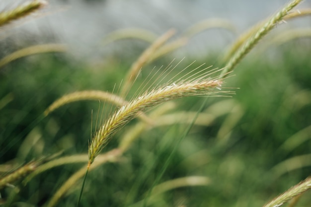 Gros plan de hautes herbes au pâturage