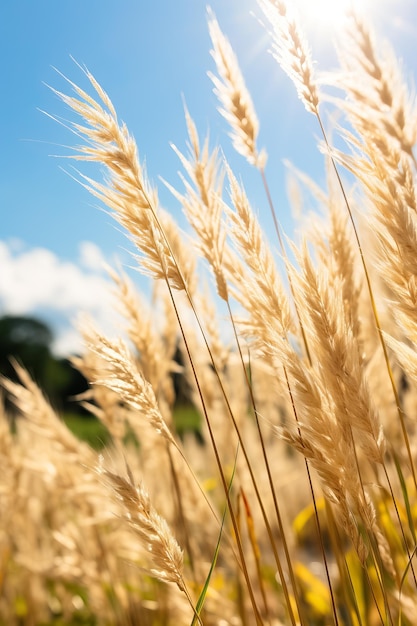 Gros plan de hautes herbes au soleil