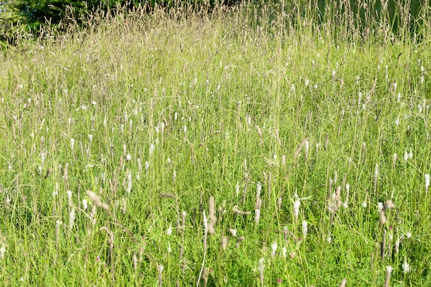 Gros plan de l'herbe dans le champ. texture d'herbe, arrière-plan pour les concepteurs