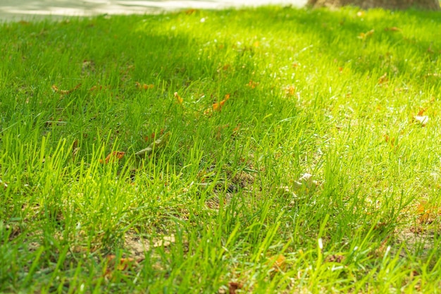 Gros plan d&#39;herbe épaisse fraîche avec des gouttes d&#39;eau au petit matin