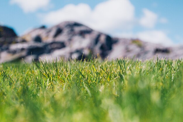 Photo gros plan de l'herbe sur un fond de terrain rocheux