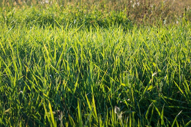 Gros plan d'herbe fraîche, fond tôt le matin.