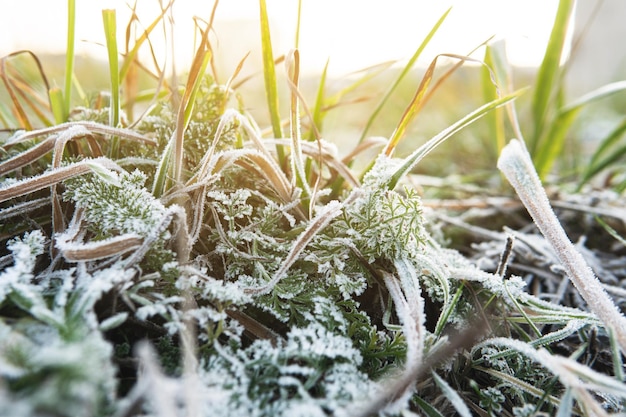 Gros plan de l'herbe gelée après le premier gel en hiver