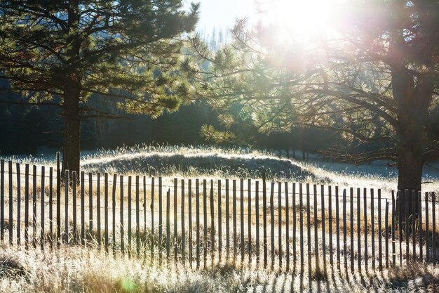 Gros plan sur l'herbe gelée le matin d'hiver dans les montagnes.