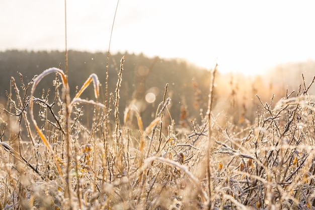 Gros plan sur l'herbe gelée le matin d'hiver dans les montagnes.