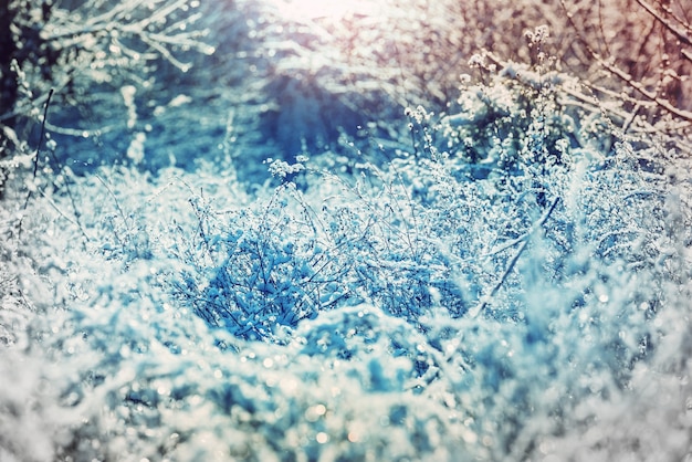 Gros plan sur l'herbe gelée le matin d'hiver dans les montagnes.