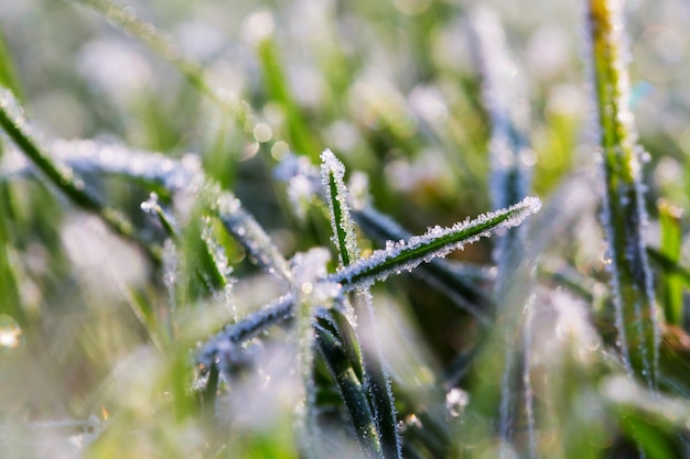 Gros plan sur l'herbe gelée le matin d'hiver dans les montagnes.