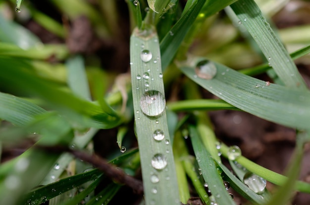 Un gros plan d'herbe avec des gouttelettes d'eau dessus