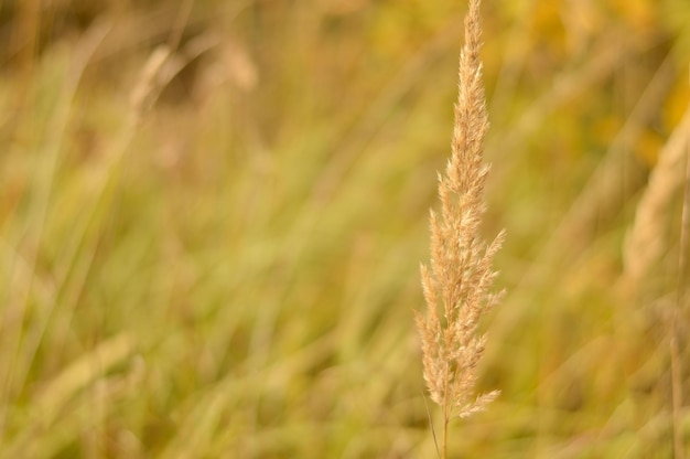 Gros plan de l'herbe de la pampa au premier plan du champ à l'automne sur un bokeh flou boho de roseaux secs