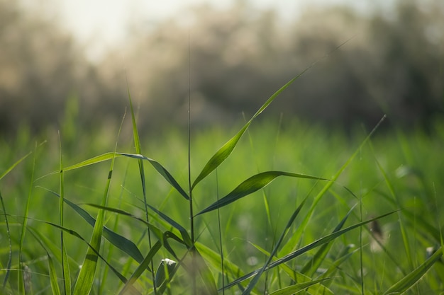 Gros plan de l'herbe de plantes fraîches vertes