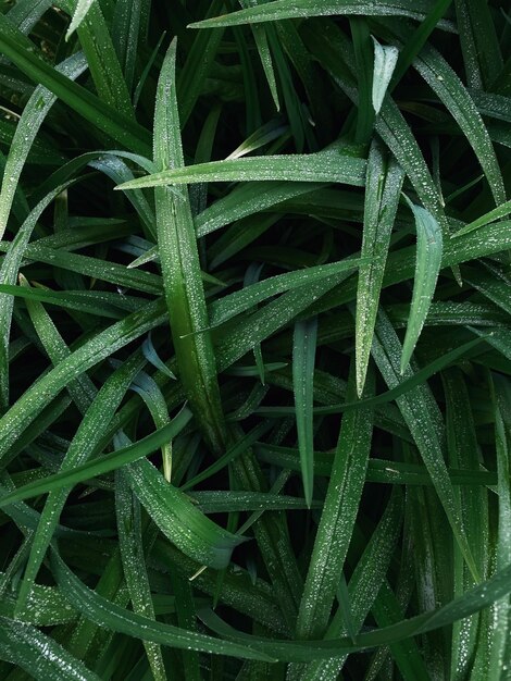 Un gros plan d'une herbe avec de la rosée dessus