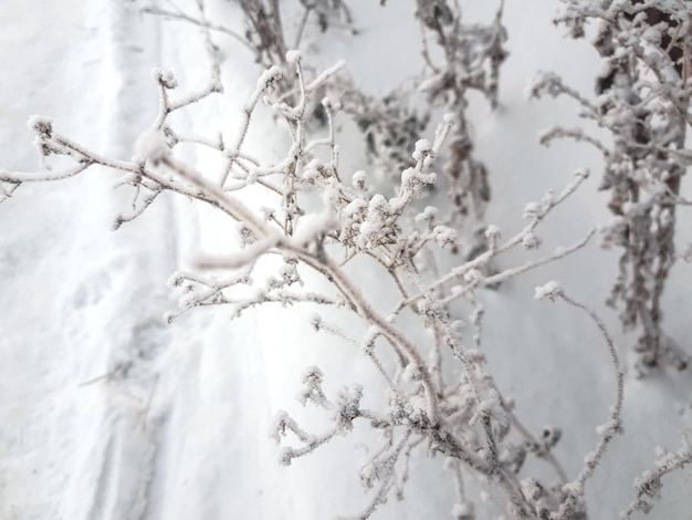 Gros plan sur l'herbe sèche d'hiver et mise au point sélective. Belles plantes fanées sur fond blanc de neige. Belle herbe enneigée recouverte de givre. Macro d'hiver