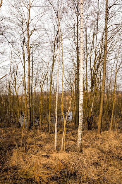 Gros plan sur l'herbe sèche