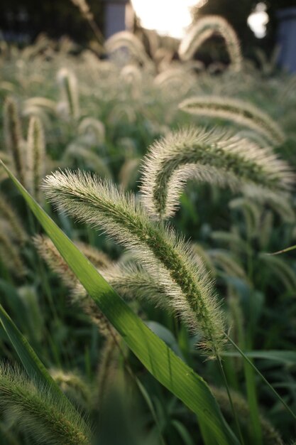 Un gros plan d'une herbe avec le soleil qui brille dessus