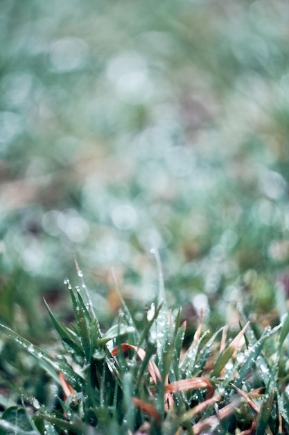 Gros plan sur l'herbe tôt le matin avec photo de concept de gouttelettes d'eau