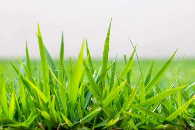 Gros plan d'herbe verte avec arrière-plan flou